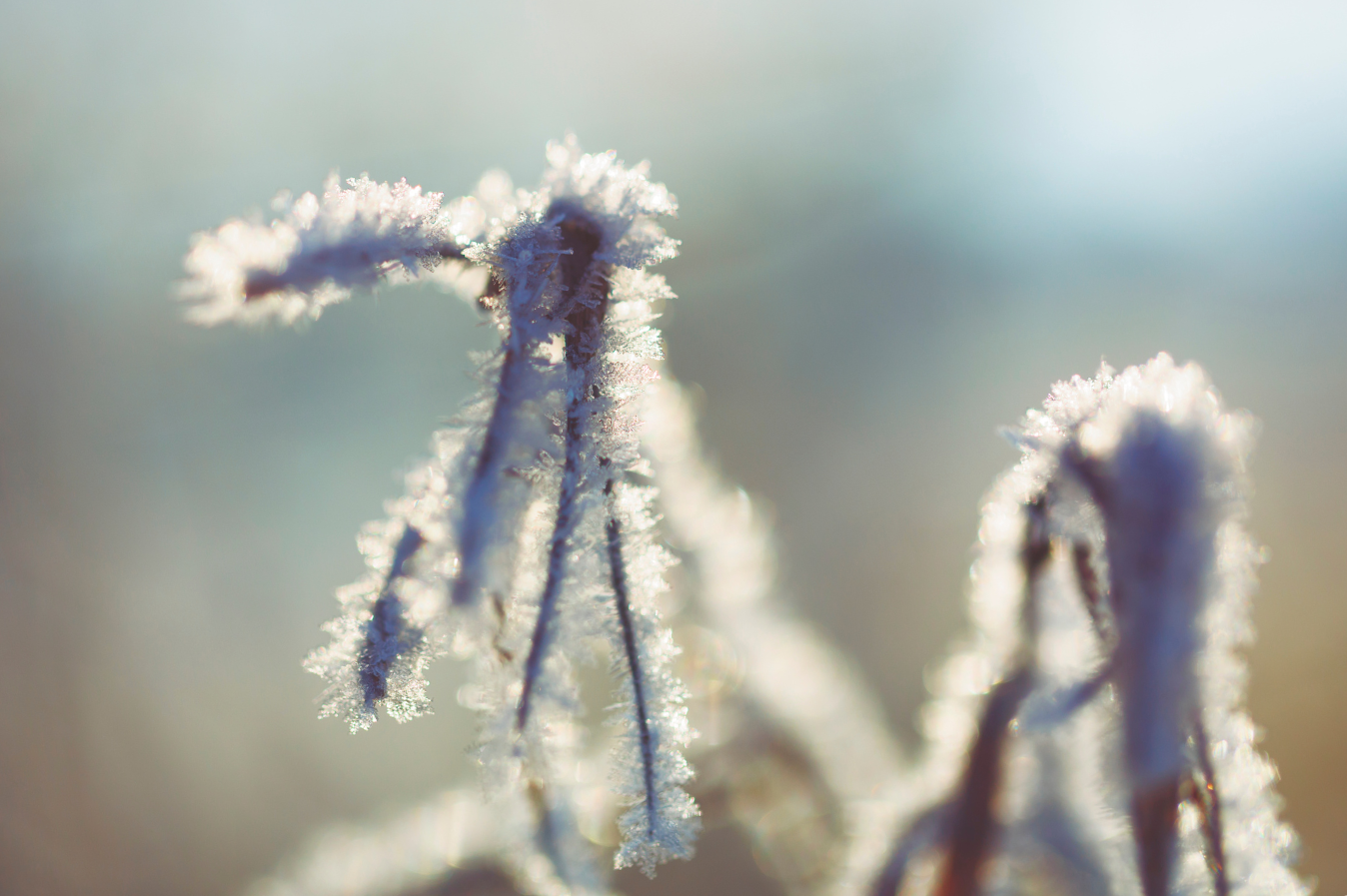 Jeunes pousses couvertes de givre, illustrant l'importance d'attendre des conditions favorables avant d'agir.